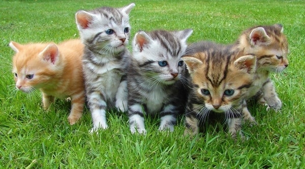 Katter