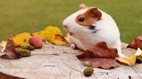 Hamster
